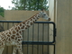 旭川市旭山動物園 広大な動物園！珍しい動物にこどももにっこり♪