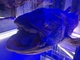 沼津港深海水族館シーラカンス・ミュージアムのシーラカンスの写真