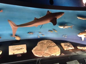 環境水族館アクアマリンふくしまのサメの写真