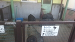 上千葉砂原公園のホットベリー　動物展示コーナーの写真