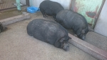 上千葉砂原公園のホットベリー動物展示コーナーの写真
