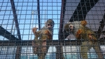 上千葉砂原公園のリスザル　動物展示コーナーの写真
