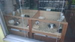 上千葉砂原公園の動物展示コーナーの写真