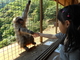 嵐山モンキーパークいわたやま 観光地・嵐山の穴場！お猿がたくさんで子供が大喜び！！