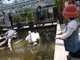 動物と直接触れ合えれる新しい動物園！の写真i