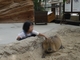 動物と直接触れ合えれる新しい動物園！の写真c