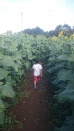 あけぼの山農業公園のヒマワリ迷路の写真