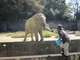 名古屋市東山動植物園のアフリカゾウの写真