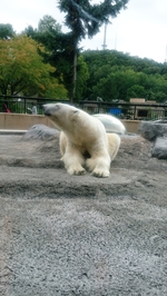 旭川市旭山動物園