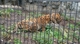 広大な動物園！珍しい動物にこどももにっこり♪の写真s