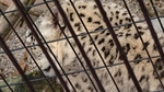 旭川市旭山動物園