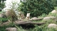 広大な動物園！珍しい動物にこどももにっこり♪の写真b
