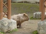 旭川市旭山動物園