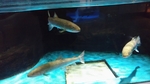 かすみがうら市水族館の写真o