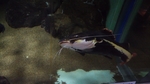 かすみがうら市水族館の写真r