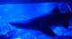 スカイツリーの水族館の写真b