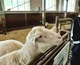 士別めん羊牧場・世界のめん羊館 珍しい羊たちに会いに行こう！羊毛フェルト体験も