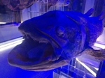 沼津港深海水族館シーラカンス・...