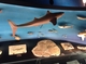 環境水族館アクアマリンふくしまのサメの写真
