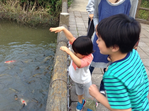 茨城県フラワーパーク たまにはお花観賞 鯉のエサやりも楽しいよ の体験レポート Kids Play キッズプレイ