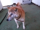 うり坊や犬と散歩ができますの写真j