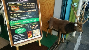 閉店 Picnic Cafe Wangan Zoo Adventureのおすすめポイントや地図 体験レポート1件 1 1 Kids Play キッズプレイ