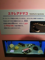 しながわ水族館