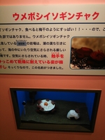 しながわ水族館