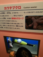 しながわ水族館