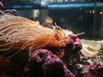 しながわ水族館