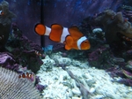 しながわ水族館