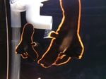 しながわ水族館