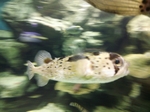 しながわ水族館