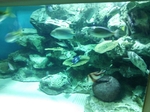 しながわ水族館