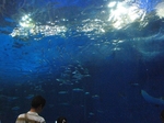 いおワールド・かごしま水族館