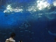 カップルからファミリーまで楽しめる見どころ満載の水族館の写真t