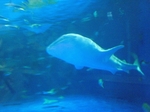 いおワールド・かごしま水族館