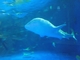 カップルからファミリーまで楽しめる見どころ満載の水族館の写真v