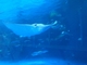 カップルからファミリーまで楽しめる見どころ満載の水族館の写真p