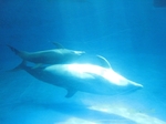 いおワールド・かごしま水族館