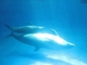 カップルからファミリーまで楽しめる見どころ満載の水族館の写真b