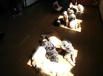 那須どうぶつ王国
