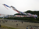 泳げ鯉のぼり相模川