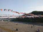 泳げ鯉のぼり相模川